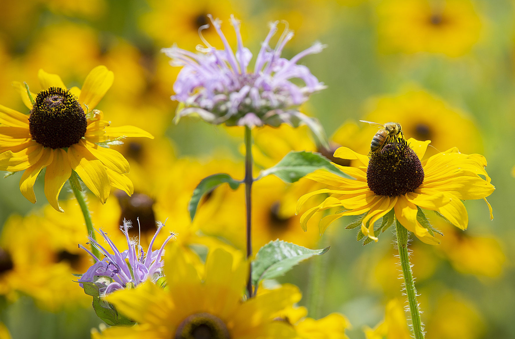 Black Eyed Susans